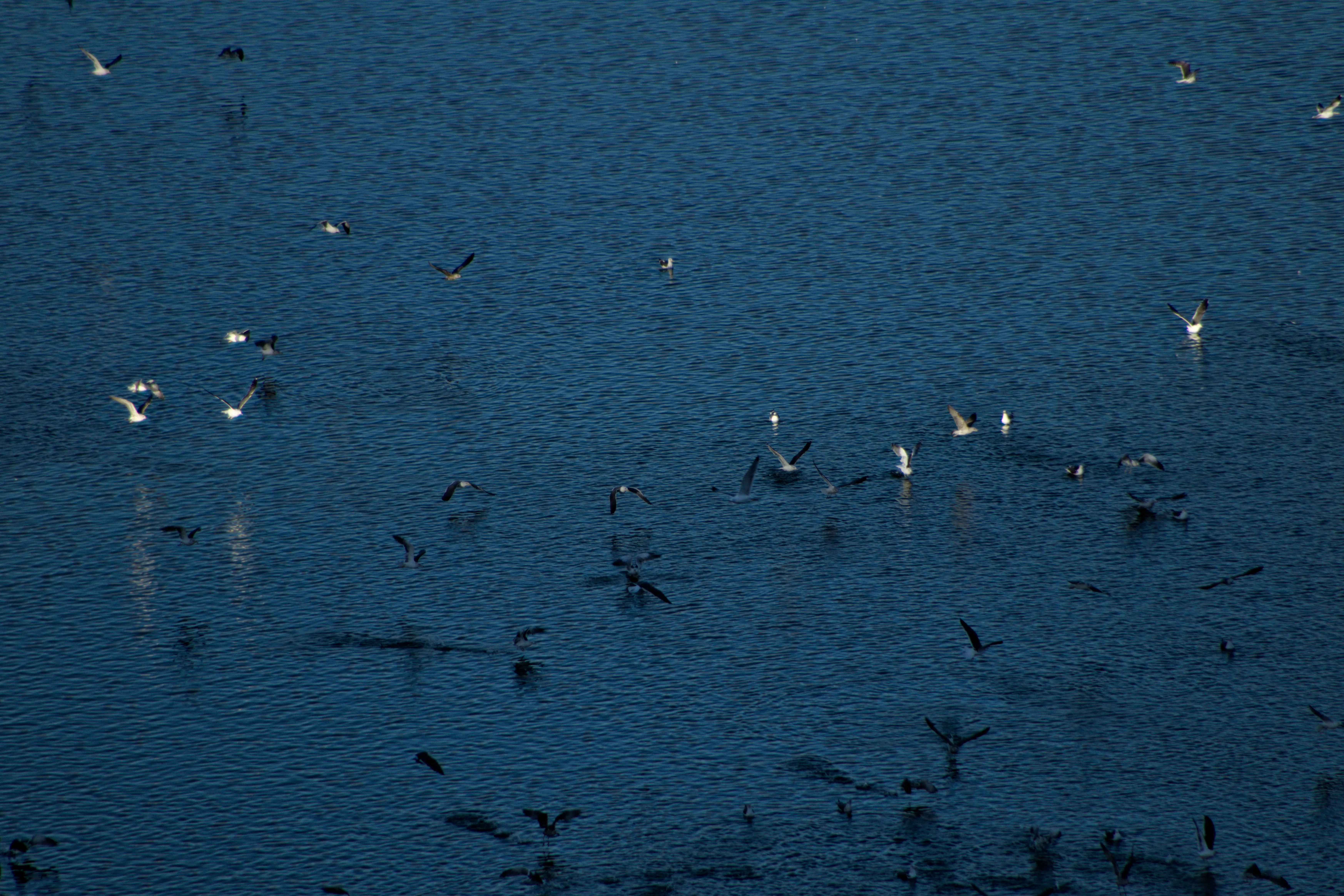 Tamron 28-300mm F3.5-6.3 (EF) - _I4A5999.webp